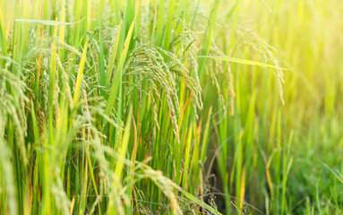 Ear of rice, Paddy field