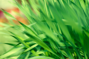 Fresh green grass with water droplet in sunshine