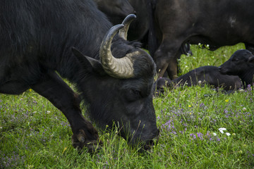 Grazing Buffalo Closeup