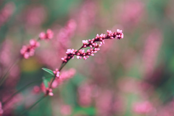 Fototapeta premium wild little flower