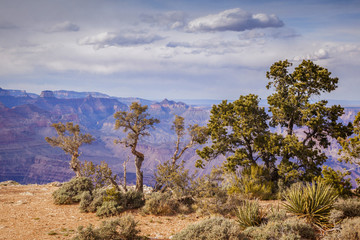 Obraz premium Grand Canyon and Trees