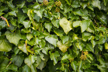 Green Ivy Background