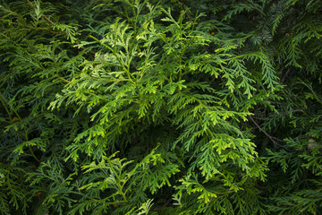 Fototapeta na wymiar Сypress Leaves Background