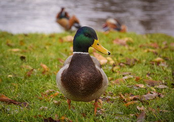 Mallard Duck Drake
