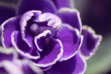 purple violet