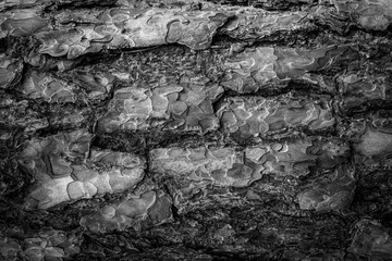 Bark Abstract Background In Black And White