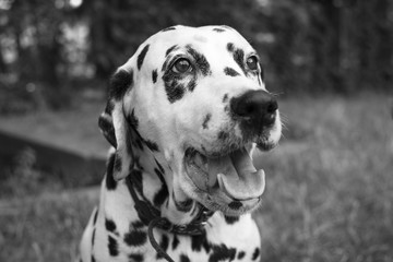 Portrait of Dalmatian Dog, Black and White