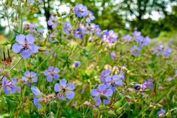 Beautiful flower of Meadow geranium. Geranium pratense