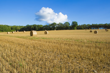 Fototapeta premium Meules de foin en rouleaux