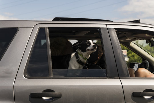 The Dog In The Car Looks At The Open Window