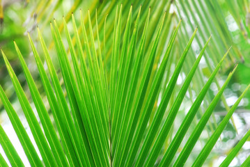 Green coconut leaf, background, coconut leaf