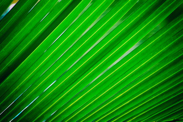 Fototapeta premium Green coconut leaf, background, coconut leaf