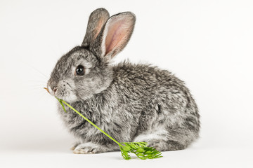 Obraz premium Grey little rabbit bites a carrot on a white background