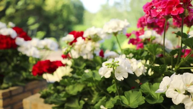 geranium in garden 