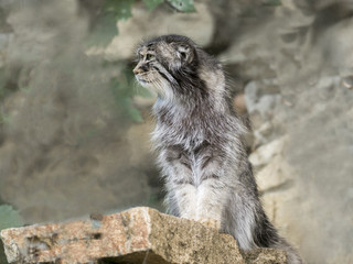 Pallas' cat, Otocolobus manul, looks around