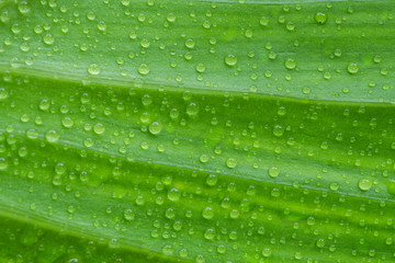 Drop of water on green leaf.