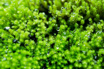 Close up green moss with drop of water.