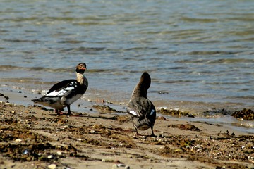 Zwei Freunde treffen sich am Strand 