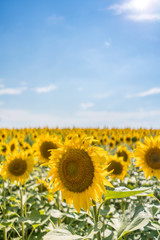 Yellow sunflower field and bright blue sky above.