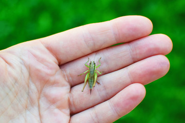 Grasshopper Metrioptera sitting on human hand on bright green blurred grass background.