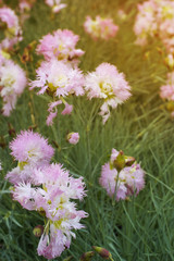 Delicate fluffy pink and white flowers shot in soft light