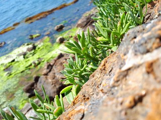 Plants growing on rocks
