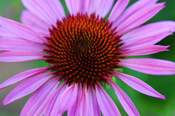 Obraz premium Echinacea purpurea pink coneflower in bloom in summer on green blurred background closeup top view. Medicinal plants concept.