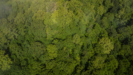 Flight over treetops of the Caucasian forest