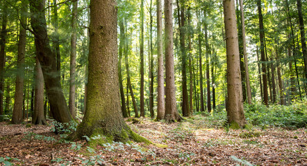 Mischwald im Sommer