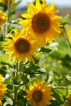Sonnenblumen im Gegenlicht ein Leben in Bayern