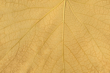 Close up of green leaf texture for background