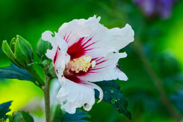 Hibiskus am Strauch © Digitalpress