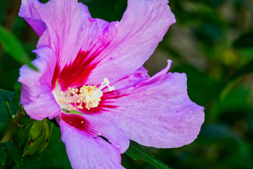 Hibiskus am Strauch © Digitalpress
