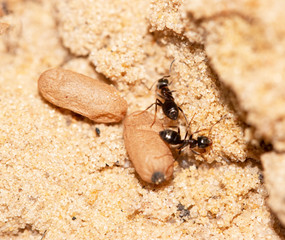 ants with eggs on the sand