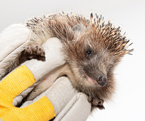 hedgehog in hands on a white background