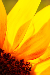 yellow flower petals as background