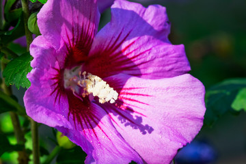 Hibiskus am Strauch © Digitalpress