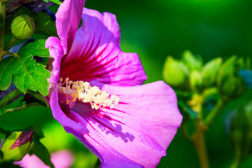 Hibiskus am Strauch © Digitalpress
