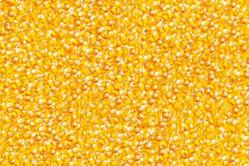 lots of corns or maizes as background