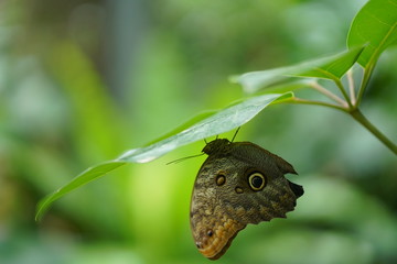 Paradies der Schmetterlinge