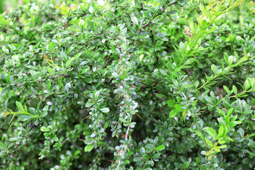 Obraz premium Bush with green leaves on spring day outdoors