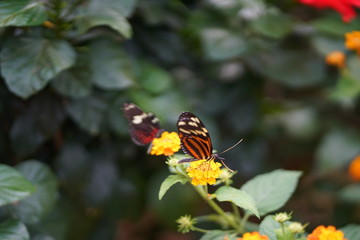Paradies der Schmetterlinge