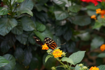 Paradies der Schmetterlinge