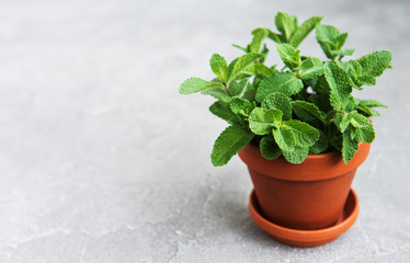 Fresh mint in a pot