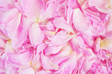 pink peony flower petal