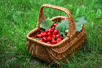 Wicker basket with fresh ripe cherry on green grass