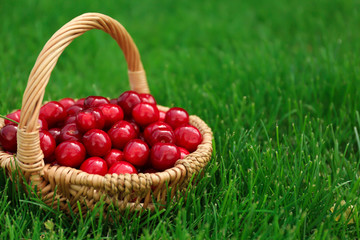 Wicker basket with sweet ripe cherries on green grass