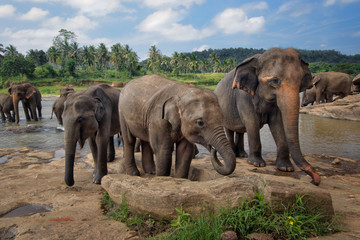 Sri Lankan Elephant - Elephas maximus maximus, Sri Lanka