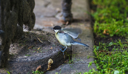 Bird