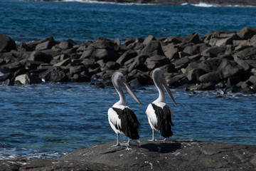 Two Pelicans By Ocean
